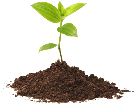 footer-seedling