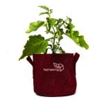 homecrop-grow-bag-10×10-inch-with-plant