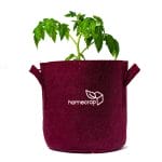homecrop-grow-bag-12×12-inch-with-plant