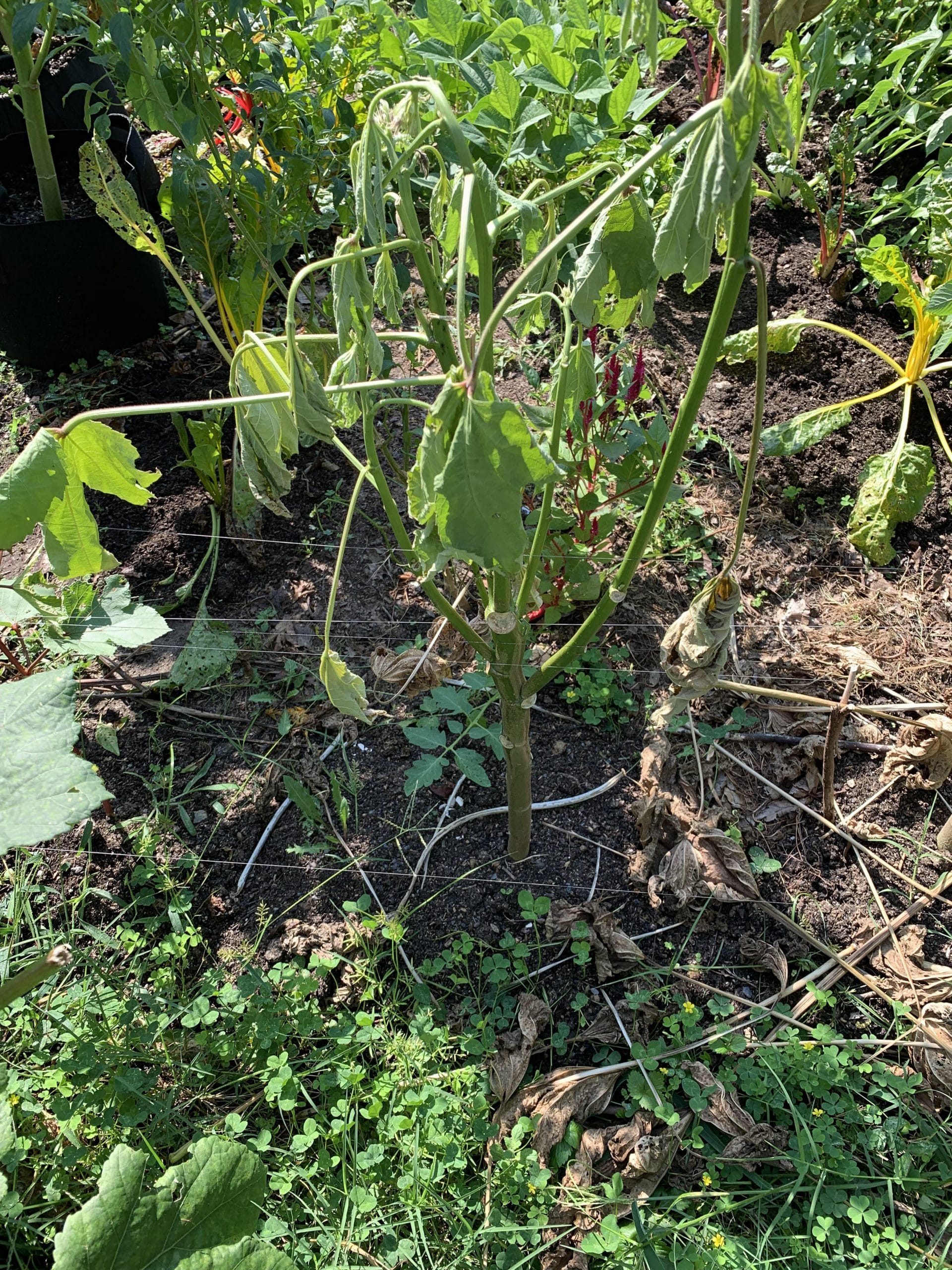 Diseases in Okra plant Homecrop