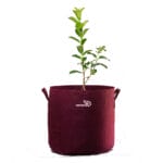 homecrop-grow-bag-15×15-inch-with-plant