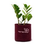 homecrop-grow-bag-6×6-inch-with-plant