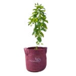 homecrop-grow-bag-8×8-inch-with-plant