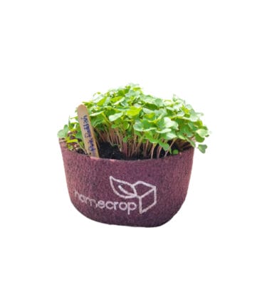 Pink Radish Microgreens Kit - Image 1