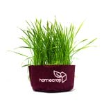 homecrop-wheatgrass-microgreens-kit