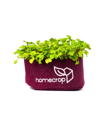 White Radish Microgreens Kit - Image 1
