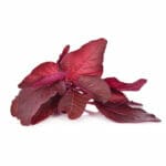 amaranthus-01