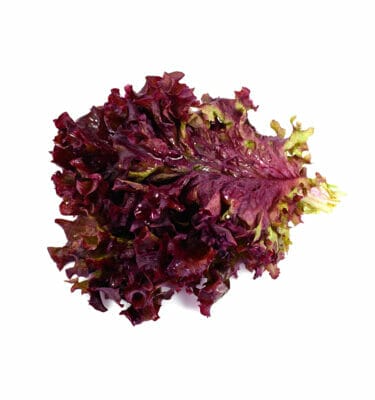 Red Lettuce Seeds